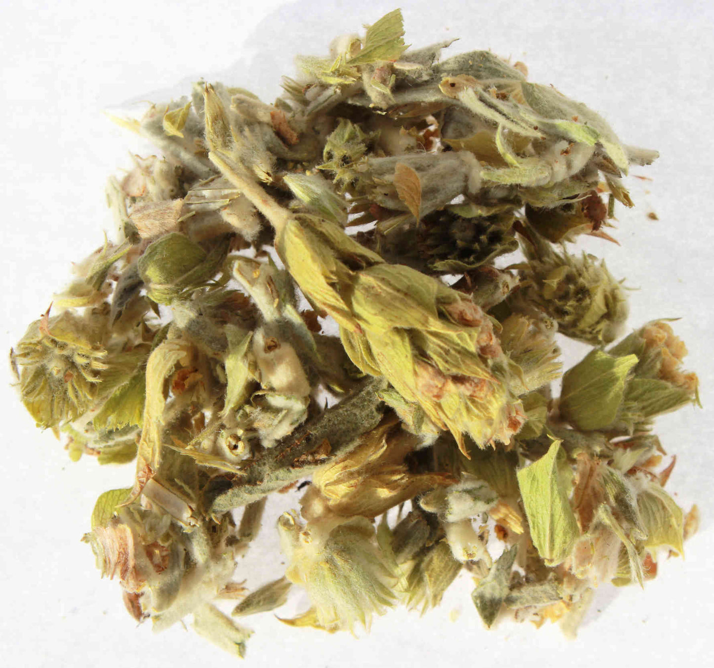 Griechischer Bergtee